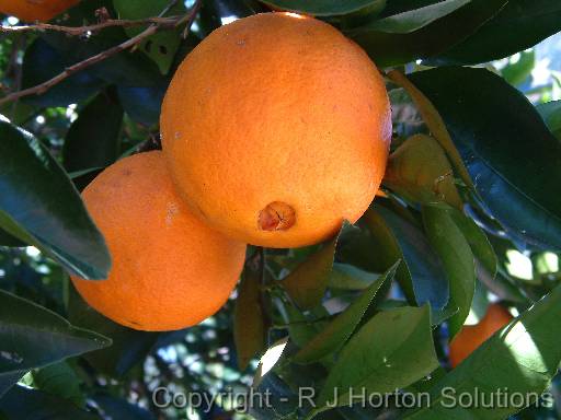 Orange - navel 